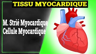 Tissu Myocardique  Histologie [upl. by Uriel]