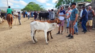 GADO DE R 200 EM CARUARUPE 12032024 nordeste [upl. by Fleece239]