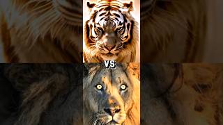 LION VS TIGER LIGERTIGON BITE FORCE COMPARISON [upl. by Veats]