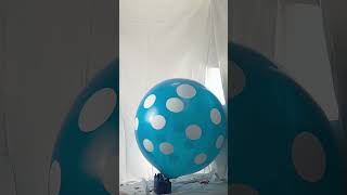 Quick BTP big polka dots ballon blow to pop [upl. by Hanleigh844]