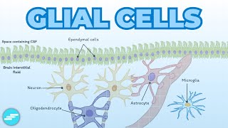 Glial Cells Astrocytes Oligodendrocytes Schwann Cells Microglia Ependymal Cells [upl. by Hcab]