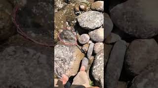 West slope Cutthroat trout on the salmon river catchandrelease shorts [upl. by Hercules]