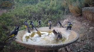 Hectic activity at the bird bath  Hidden Valley [upl. by Fasa543]