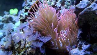 1 Year of Keeping Rose Bubble Tip and Other Anemones [upl. by Caz]