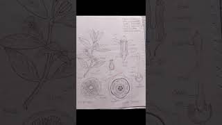 Family Rutaceae plant taxonomybotany diagram viralshorts [upl. by Yenduhc]