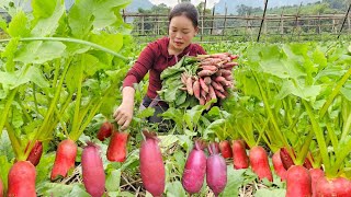 Country Life Taking Care of My Livestock  Harvesting Red Beets to Sell at Market  Trieu Mai Huong [upl. by Nashoma550]