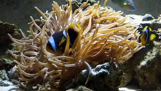 Allardi clownfish hosting anemome [upl. by Kind528]