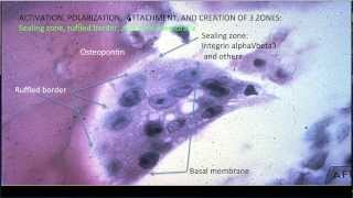 Learning Bone Growth 3 The Osteoclast [upl. by Refotsirhc114]