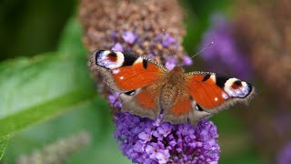 Warum sollte man die Blüten vom Sommerflieder unbedingt abschneiden wenn diese verblüht sind [upl. by Alliscirp765]