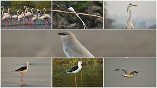 Photography Of Birds With Nikon D5600 amp Lens 70300mm [upl. by Kurth]