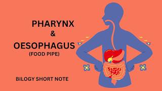 Oesophagus Digestionll Pharynx and Oesophagus physiology [upl. by Nedap]