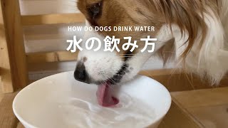 水の飲み方 [upl. by Andrew]