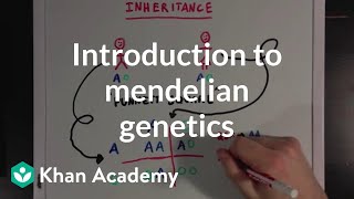 An Introduction to Mendelian Genetics  Biomolecules  MCAT  Khan Academy [upl. by Nomolos]