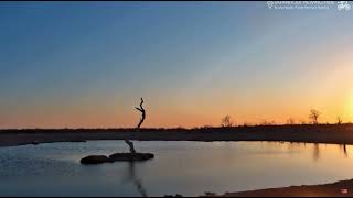 Safarihoek Wildlife Cam Namibia🌅 amp BLACK STORK 20241025 [upl. by Birmingham]