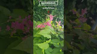 สุดท้ายก็สำรอง Short 4 garden ambientsad music flowers electronicambient song gardening [upl. by Marih]