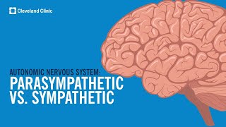 The Autonomic Nervous System Sympathetic vs Parasympathetic Explained [upl. by Mady]