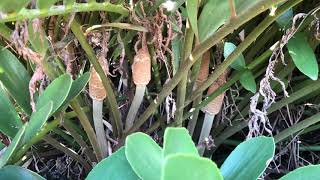 Cycad Collection in Bromeliad Garden with Bamboo [upl. by Aizti]