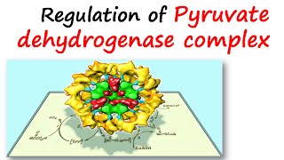 Regulation of pyruvate dehydrogenase complex [upl. by Boy]