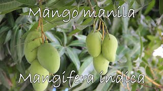 Como germinar mango  Como germinar mango en agua  Como germinar mango manila [upl. by Hepsoj]