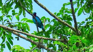 spangled cotinga Cotinga cayana Mitu Vaupes Mitu birding Amazonian birds [upl. by Noguchi]