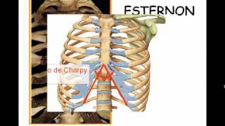 TÓRAX ÓSEO 2 [upl. by Macri338]