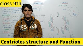 centrioles structure and Function  cell organelle class 9th Biology [upl. by Beekman]