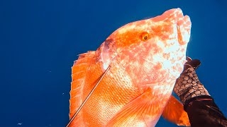 Spearfishing Red Emperor On The Great Barrier Reef Of Australia [upl. by Yessej155]