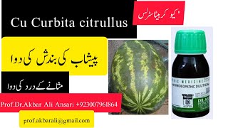 Urnination pain پیشاب کی بندش اور درد کی سواHomeopathic medicine Cu Crubita Citrullus Q [upl. by Ewall190]