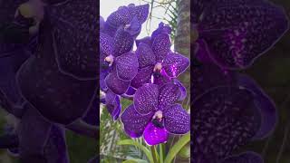 In love with this vanda orchidit’s beauty is unmatched❤️👌🏽👌🏽 vandas orchid [upl. by Sabas]