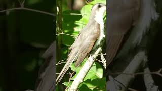 Yellowbilled cuckoo [upl. by Darline]