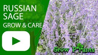 Russian sage  Grow and care [upl. by Mellar]