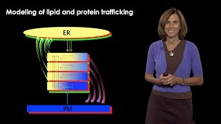 Jennifer LippincottSchwartz NIH How do Lipids and Cholesterol Regulate the Secretory Pathway [upl. by Annanhoj161]