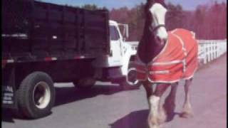 Barrys Clydesdale Horses Coming Inside [upl. by Rudolph310]