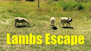 Lambs Escape [upl. by Phillie638]