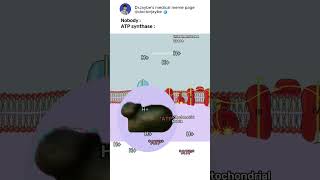 How ATP synthase works ATPsynthase electrontransportchain shorts medicalmemes [upl. by Portwin]