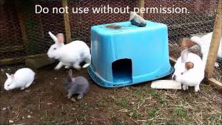 Nature can be cruel  adult rabbit attacks baby bunny [upl. by Fendig499]