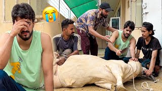 ALHAMDULILLAH APNI COW KO QURBAN KARDIA 😭 EMOTIONAL  MISHKAT KHAN [upl. by Aiouqahs]