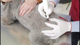 CryoProbe  Veterinary Treatments [upl. by Anwahsiek]