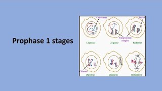 Prophase 1 Stages  Meiosis [upl. by Yremrej]