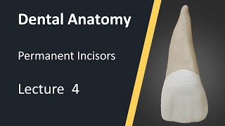 Dental Anatomy  Maxillary Central Incisors [upl. by Patsis]