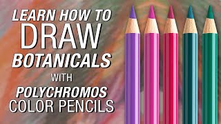 FaberCastell  Polychromos Color Pencil Demonstration [upl. by Sset]