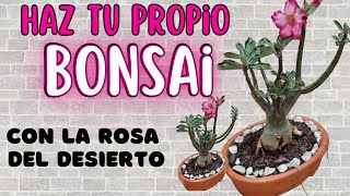 CÓMO HACER UN BONSAI CON ROSA DEL DESIERTOLiliana Muñoz [upl. by Onia]