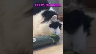 Why are cats afraid of cucumber [upl. by Acirderf]