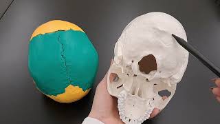 Skull Anatomy Series  The Occipital Bone  Part 6 of 9 [upl. by Elnore]