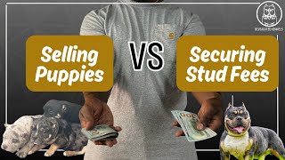 Starting Your Dog Business  Selling Puppies Vs Studding Out amp The Responsibilities Involved [upl. by Hollerman]