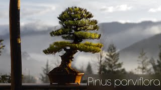 Japanese white pine bonsai FULL work step by step BIG Pinus parviflora tree [upl. by Gorges]