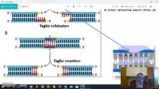 Enzimi di restrizione [upl. by O'Donovan796]