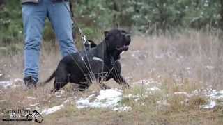 Presa canario Negra first aggressivity test [upl. by Symon577]