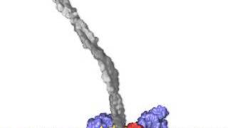 Animated model of processive motion by conventional kinesin [upl. by Jeanine]