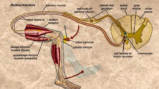 CLASSIFICATION OF REFLEXES [upl. by Iver459]